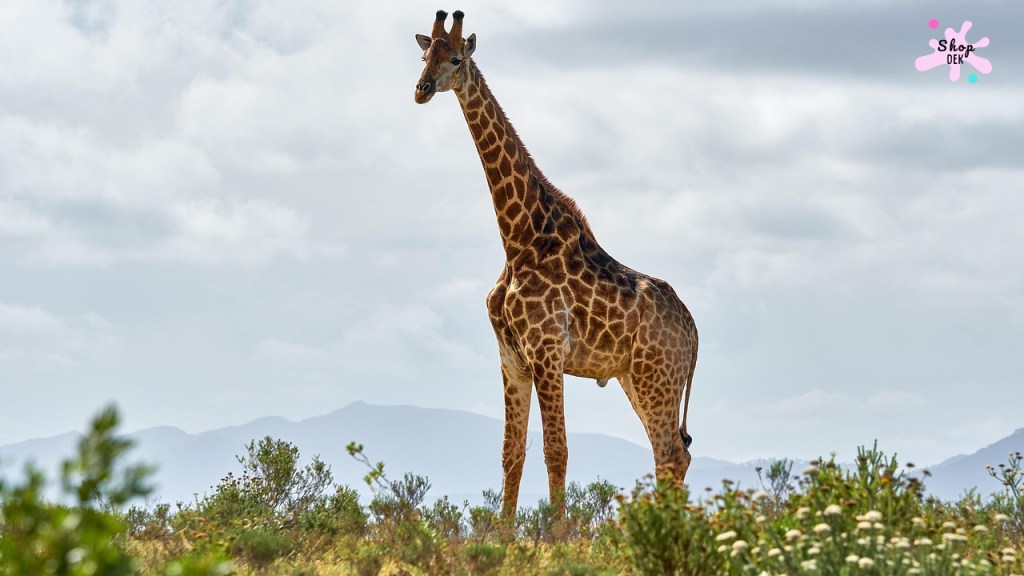 10 ที่เที่ยวเด็กที่มี “ยีราฟ” ให้ดู ป้อนอาหารใกล้ชิด สนุกฟินกันทั้งครอบครัว!
