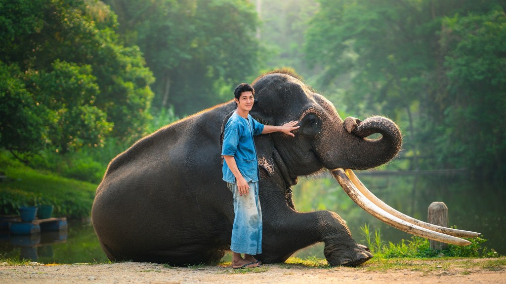ศูนย์อนุรักษ์ช้างไทย (ลำปาง)