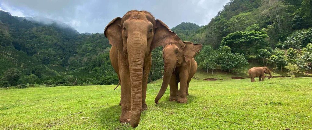Elephant Nature Park (เชียงใหม่)