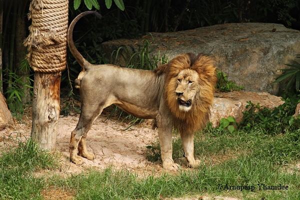 10 ที่เที่ยวเด็กที่มี "สิงโต" ให้ดู บุกอาณาจักรเจ้าป่า ตื่นตาตื่นใจทั้งครอบครัว!