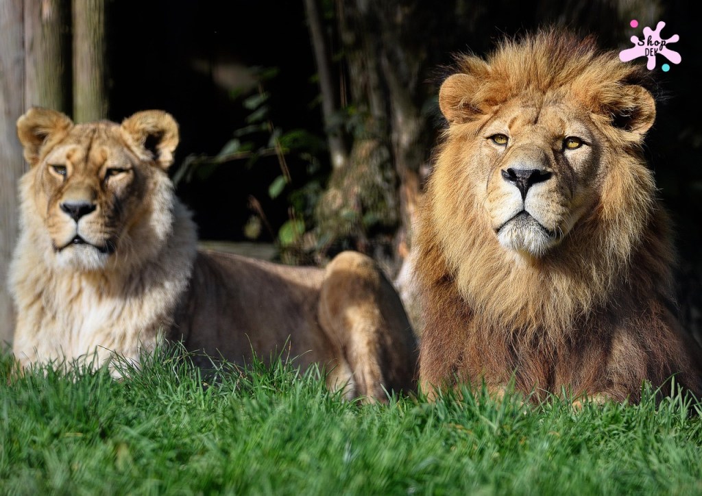 10 ที่เที่ยวเด็กที่มี "สิงโต" ให้ดู บุกอาณาจักรเจ้าป่า ตื่นตาตื่นใจทั้งครอบครัว!