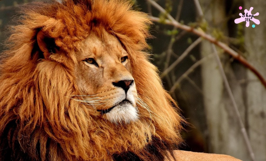 10 ที่เที่ยวเด็กที่มี “สิงโต” ให้ดู บุกอาณาจักรเจ้าป่า ตื่นตาตื่นใจทั้งครอบครัว! 