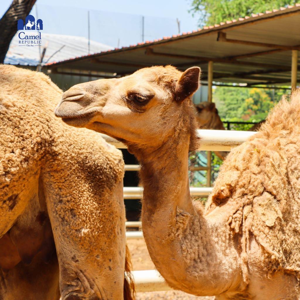 ที่เที่ยวชะอำ : สวนอูฐชะอำ Camel Republic